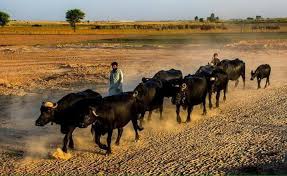 گجرات:کوٹ رانجھا میں 24 لاکھ کے مویشی چوری،مقدمہ درج