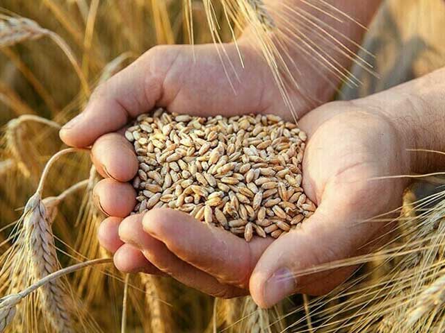 گجرات میں گندم کے کسانوں کے لیے فیز II ٹریننگ پروگرام کا انعقاد