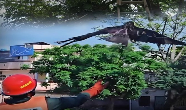 گجرات :سرائے عالمگیر میں درخت پر پھنسی چیل کو ریسکیو 1122 نے بحفاظت بچا لیا