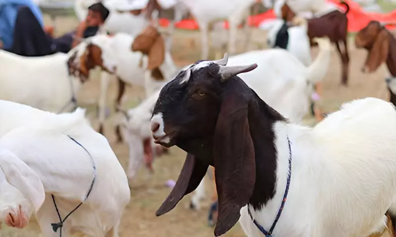 جہلم میں قربانی کے جانور بھی غیر محفوظ، شہری کا بکرا چوری